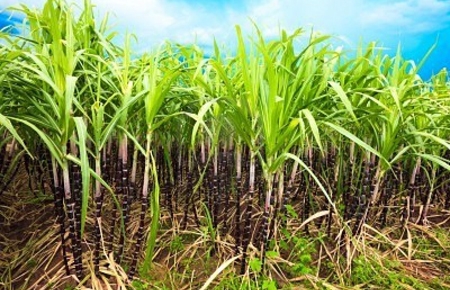  Theo kế hoạch sản xuất của 40 nhà máy trong niên vụ mới thì sản lượng mía ép là 16,7 triệu tấn và sản lượng đường dự kiến đạt 1,59 triệu tấn.