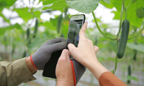 Giải cứu nông sản Hải Dương bằng công nghệ số 