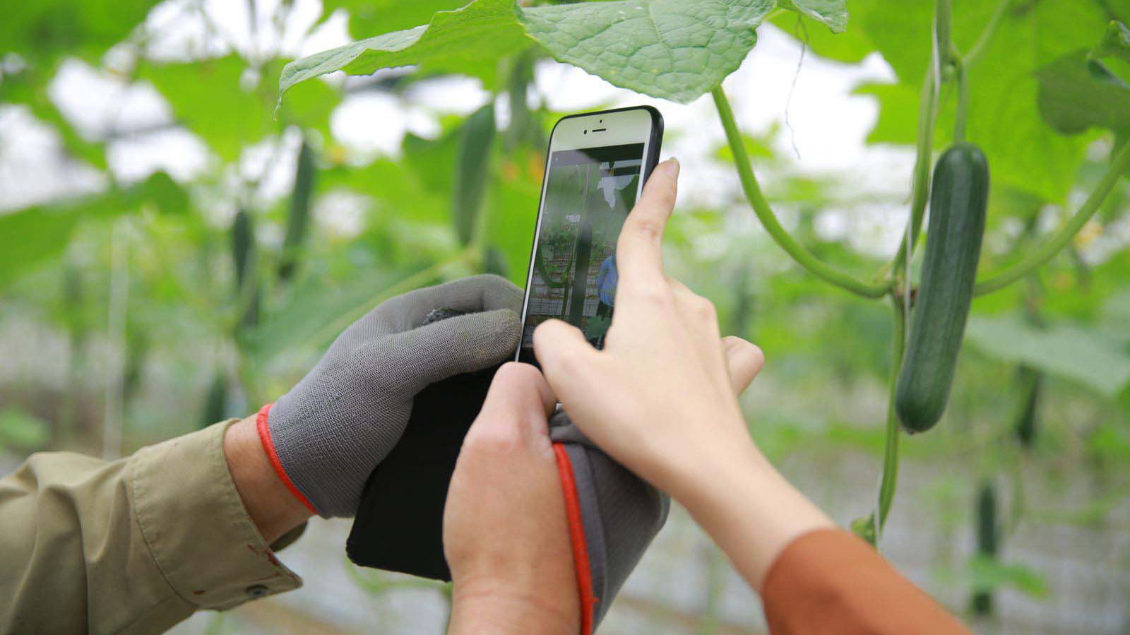 Ứng dụng công nghệ bán nông sản trực tiếp từ bà con nông dândân đến người tiêu dùng