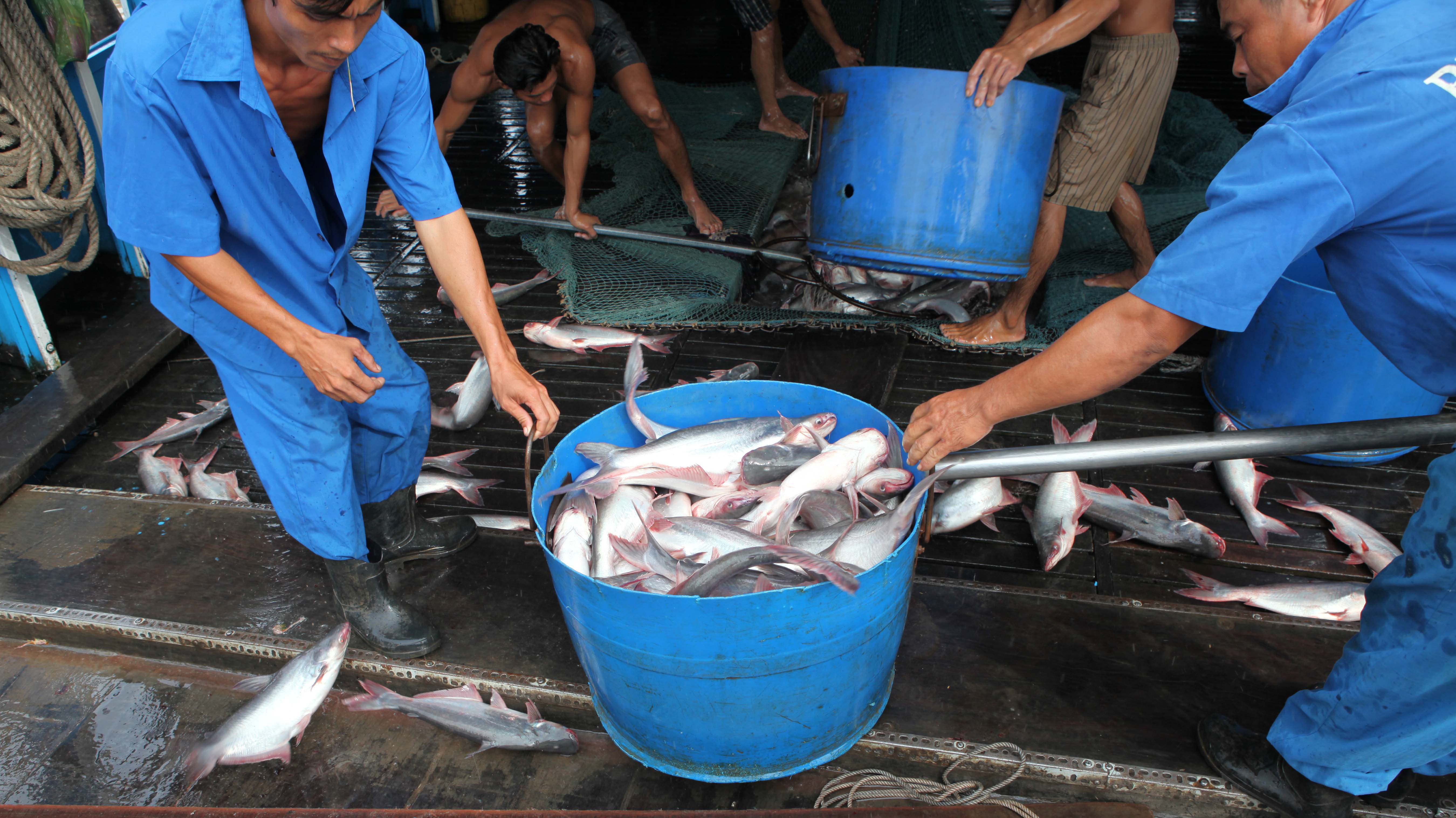 Thị trường hải sản đang găp nhiều bất lợi do ảnh hưởng của đại dịch covid-19