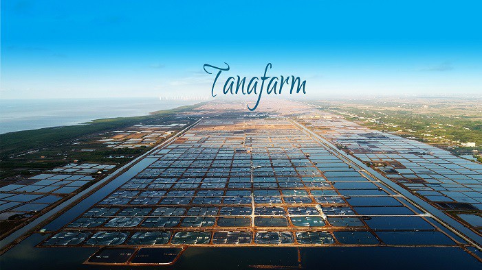 Trại nuôi tôm Tân Nam của Fimex VN