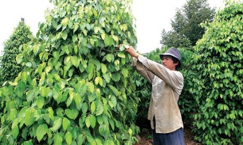 Giá hồ tiêu đang tụt dốc