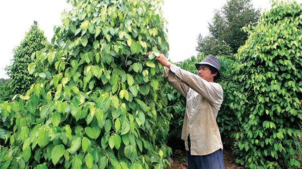 Mặc dù giá giảm nhưng khối lượng tiêu xuất khẩu trong quý 1/2019 tăng trên 19%.