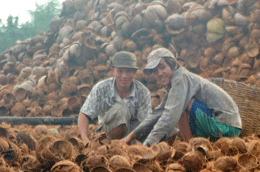 Đề nghị hạ thuế để khuyến khích phát triển ngành dừa.