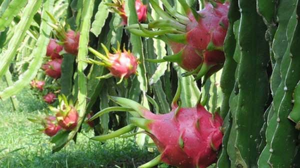 Sản lượng và mức giá tăng cao khiến cho thu nhập của người nông dân trong 6 tháng đầu năm 2019 cũng tăng cao hơn so với năm ngoái.