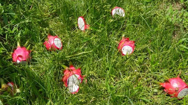 Dù có giải cứu thì thanh long vẫn không tiêu thụ được. 