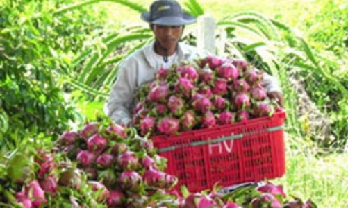 Bộ Công Thương dự báo xuất khẩu rau quả Việt Nam năm nay