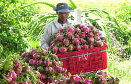 Đối với trái cây tươi, thanh long Việt Nam rất được ưa chuộng và là loại quả được xuất khẩu nhiều nhất.