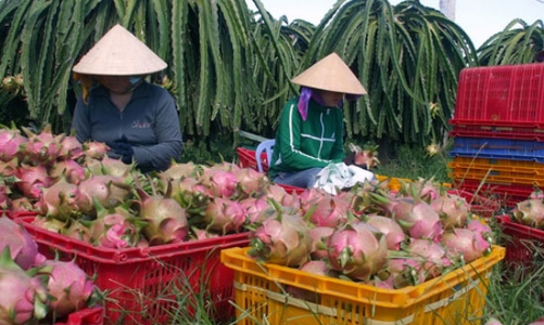 Rau, quả Việt Nam xuất sang EU bị cảnh báo