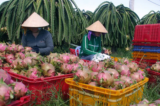 Thanh long Việt Nam là loại trái cây rất được ưa chuộng tại thị trường EU.