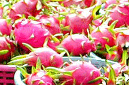 Rau quả là một trong 8 mặt hàng xuất khẩu có kim ngạch tăng trong 11 tháng qua.