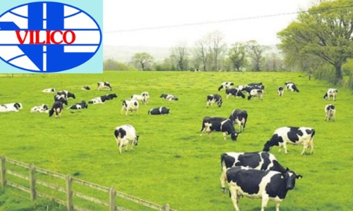 Sau sáp nhập GTN, Vilico sẽ đầu tư 1.700 tỷ đồng vào dự án chăn nuôi và phân phối thịt bò