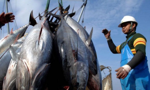 3,5 tỷ USD xuất khẩu hải sản và chiếc 'thẻ vàng' của EU 