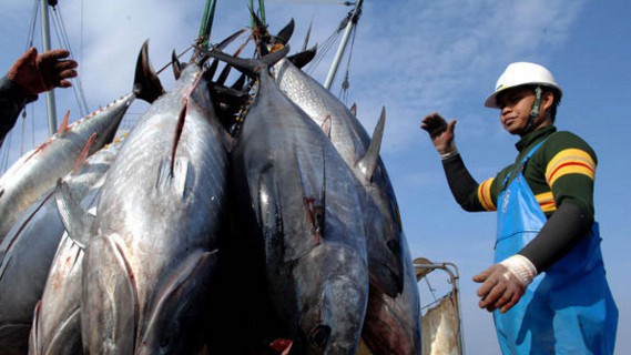 Hiện EU vẫn chưa dỡ bỏ "thẻ vàng" IUU cho thuỷ sản Việt Nam. 