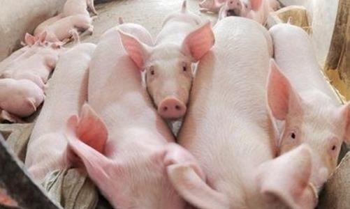 Bộ Nông nghiệp đưa 5 giải pháp “giải cứu” giá thịt lợn 