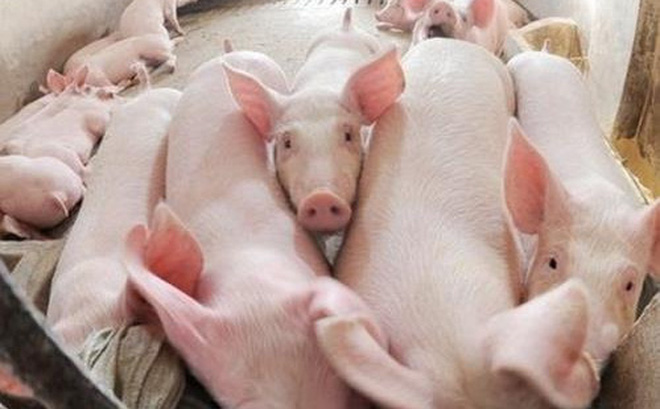 Giá thịt lợn giảm mạnh do cung vượt cầu.