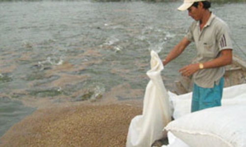 Bổ sung 3 loại thức ăn chăn nuôi vào danh mục bình ổn giá