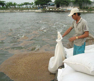 Tới đây, thức ăn hỗn hợp dạng viên dùng để nuôi cá tra, cá basa (số 5) có khối lượng từ 200g/con - 500g/con sẽ được thực hiện bình ổn giá. 