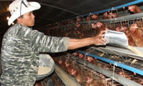 Mỗi năm phải nhập trên 300 triệu USD thức ăn chăn nuôi