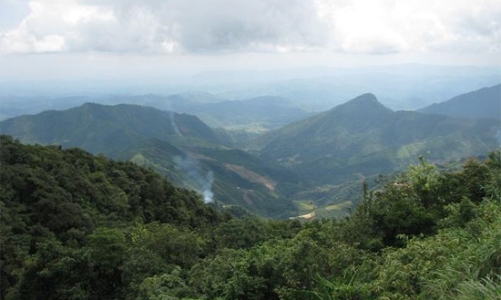 Ngừng cấp phép dự án trồng rừng có vốn đầu tư nước ngoài