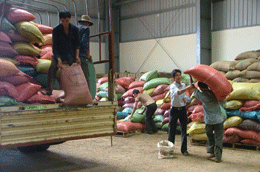 Khoảng 95% lượng cà phê của người dân tại Tây Nguyên được thu mua qua tư thương.