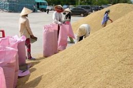 Việc thu mua lúa sẽ được tổ chức lại hợp lý hơn.