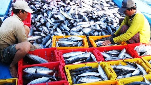 Doanh nghiệp thuỷ sản gặp khó trong việc tiêu thụ hàng hoá trong nước vì quy định không rõ ràng