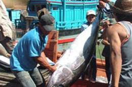 Thủ tục xin chứng nhận khai thác thủy sản còn phức tạp.