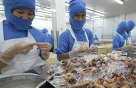 Các doanh nghiệp chế biến tôm xuất khẩu đang rất thiếu nguyên liệu để sản xuất.