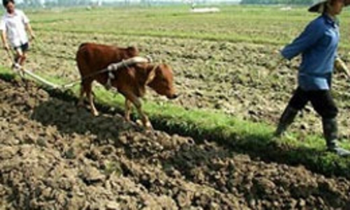 Thu tiền sử dụng đất sát giá thị trường: Doanh nghiệp... “chết đứng”?