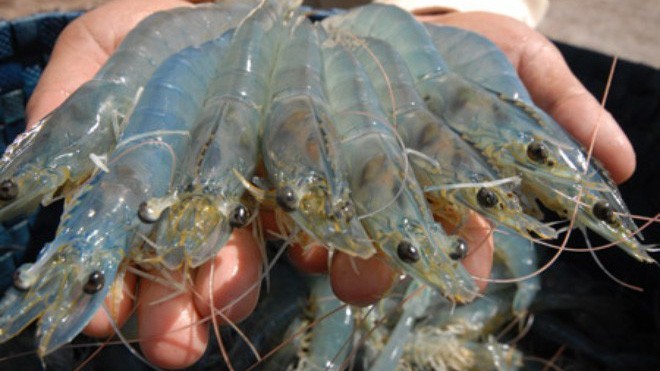 Năm 2017, Úc đã ban hành cấm nhập khẩu tôm và thịt tôm chưa nấu chín từ Việt Nam. 