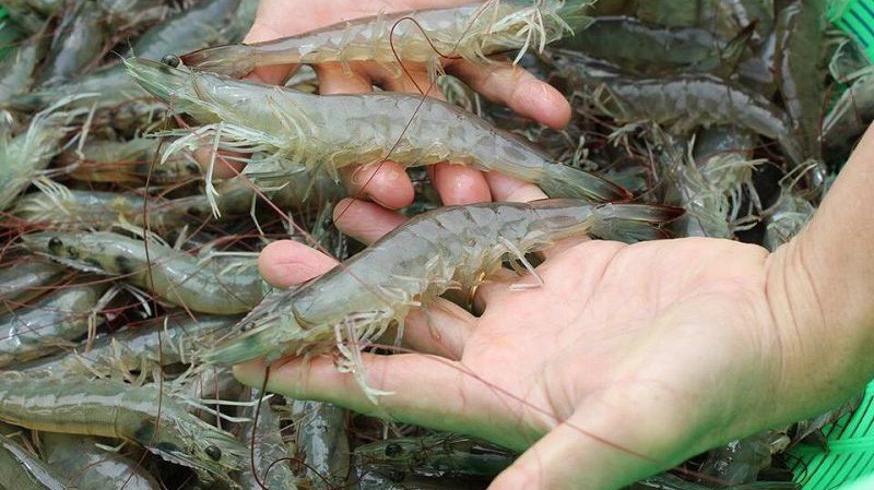 Giá tôm thẻ chân trắng giảm nhiều, giảm từ 10.000 - 30.000 đồng/kg.