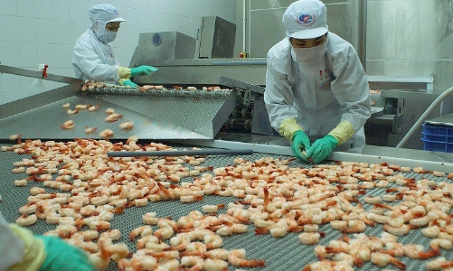 Tôm Việt Nam xuất sang Hàn Quốc: Tín hiệu tốt nhờ hiệp định VKFTA