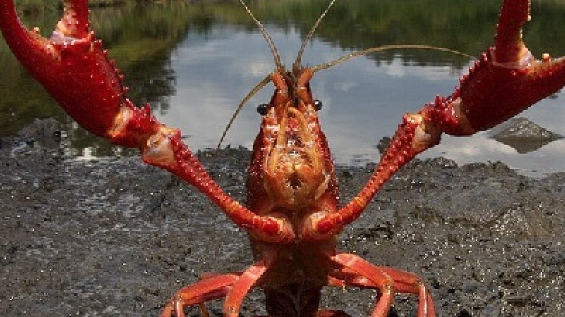 Tôm hùm đất Trung Quốc 