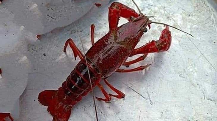 Loài tôm hùm đất không có tên trong Danh mục loài thuỷ sản được phép kinh doanh tại Việt Nam và được xác định là sinh vật ngoại lai xâm hại.