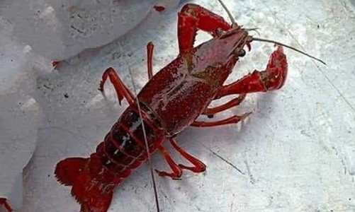 Tổng cục Hải quan tăng cường kiểm soát tôm hùm đất nhập lậu