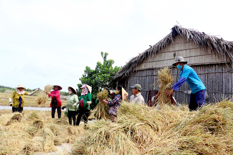 Chiến lược định hướng khuyến khích hợp tác xã nông nghiệp tổ chức sản xuất nông nghiệp gắn với sơ chế, chế biến, tiêu thụ sản phẩm nông nghiệp cho thành viên tạo thành chuỗi giá trị khép kín - Ảnh: Baodongkhoi