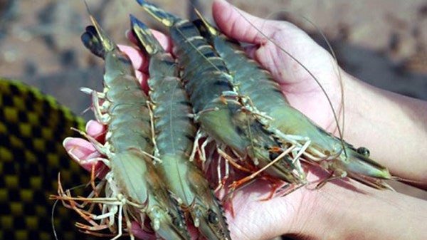 Tôm Việt xuất khẩu vào Mỹ giảm trong những năm gần đây do tác động của thuế chống bán phá giá. 