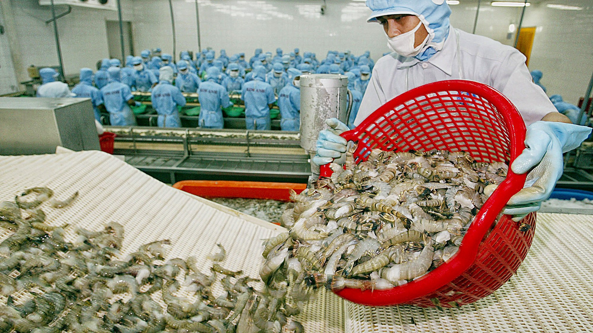 Năm 2018, những thị trường xuất khẩu chủ lực của tôm là EU, Mỹ, Nhật, Trung Quốc…  với kim ngạch thu về gần 3,6 tỉ USD. 