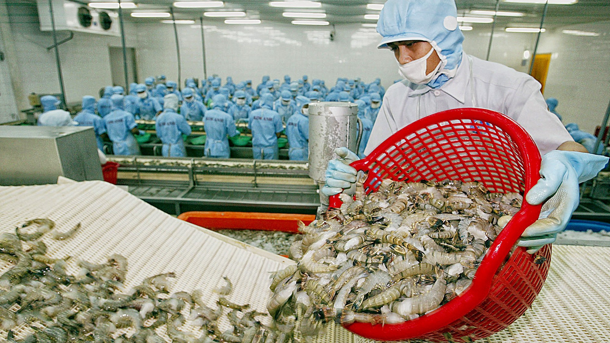Việt Nam vẫn là nguồn cung tôm lớn nhất cho thị trường Canada, chiếm 30,3% thị phần. 