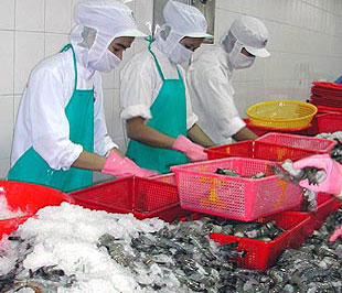 Lượng và kim ngạch xuất khẩu tôm của nước ta vào Trung Quốc, Hàn Quốc đều tăng khá mạnh trong tháng 1/2009.