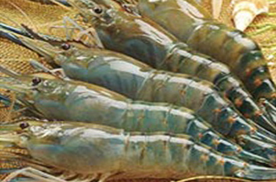 Xuất khẩu tôm đã tăng 27% giá trị trong 6 tháng đầu năm.