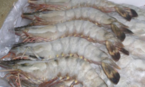 Thị trường xuất khẩu tôm Việt Nam: Mới tăng, cũ giảm 