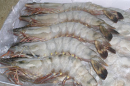 10 tháng qua, toàn ngành thủy sản đã xuất khẩu được trên 170 nghìn tấn tôm các loại, trị giá khoảng 1,35 tỉ USD.