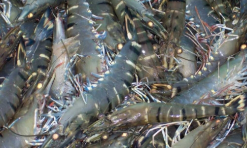 Australia đang xem xét bãi bỏ lệnh cấm nhập khẩu tôm từ Việt Nam 