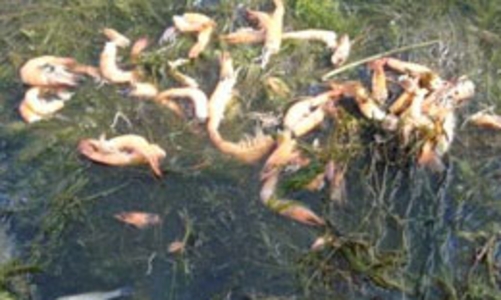 Tôm nguyên liệu thiếu trầm trọng