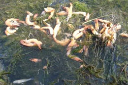 Tôm chết tràn lan ở nhiều vùng nuôi tôm trọng điểm.