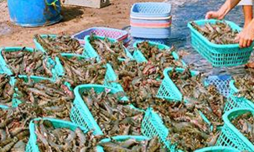 Nhà máy chế biến “ăn đong” tôm nguyên liệu