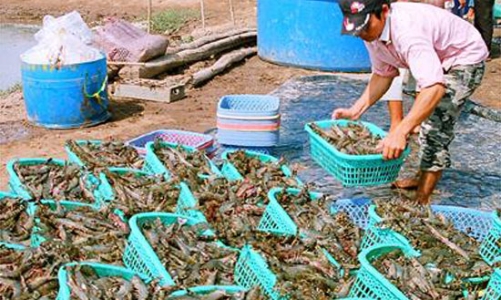 Tôm nguyên liệu thiếu triền miên