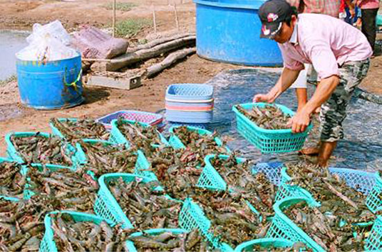 Giá tôm nguyên liệu đã tăng tới 50% cùng kỳ năm trước.